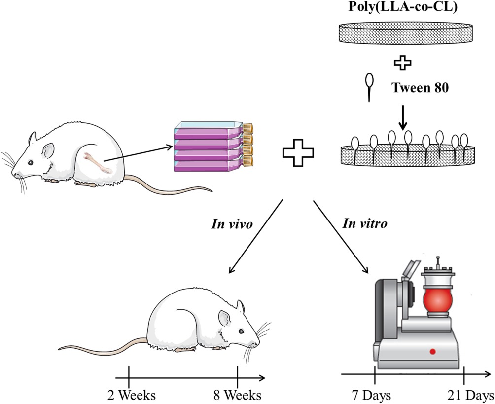 tissue engineering experimental design